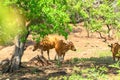 The banteng, Bos javanicus, in Baluran National Park, East Java Indonesia